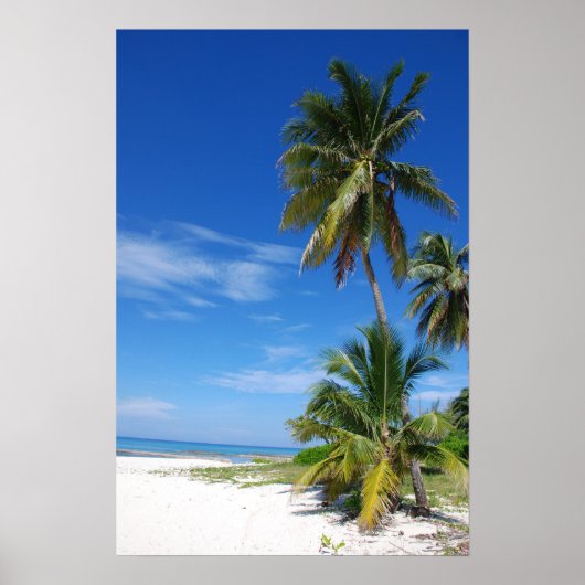 Palm tree、Grand Cayman、Canvas print ポスター (正面)