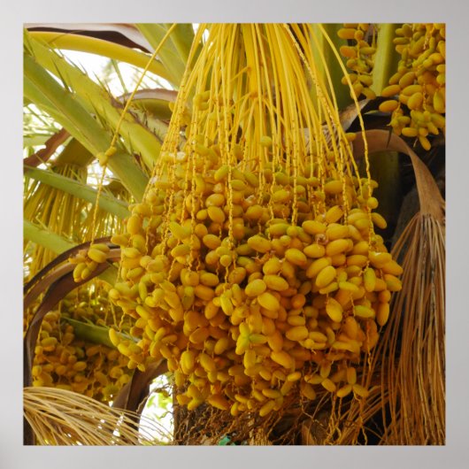 Palm Tree Posterの日付 ポスター (正面)