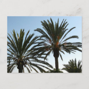 Palm Treesフォトポストカード ポストカード