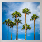 Palm Trees in San Diego, California ポスター (正面)