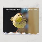 Palm Warbler - Backyard Bird New Address Post Card ポストカード (正面)
