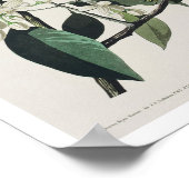 Palm Warbler by Audubon Poster ポスター (角)