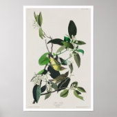 Palm Warbler by Audubon Poster ポスター (正面)