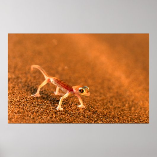 Palmatogecko On Sand Dune, Swakpomund, Erongo ポスター (正面)
