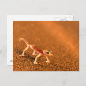 Palmatogecko On Sand Dune, Swakpomund, Erongo ポストカード (正面/裏面)