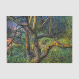 Palo Verdeの木 薄葉紙