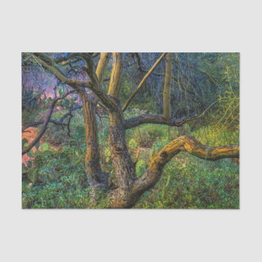 Palo Verdeの木 薄葉紙 (正面)