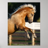 Palomino Tennessee Walker Stallion Rearing ポスター (正面)