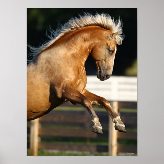 Palomino Tennessee Walker Stallion Rearing ポスター (正面)