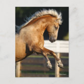 Palomino Tennessee Walker Stallion Rearing ポストカード (正面)
