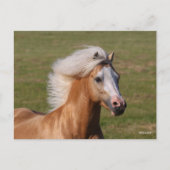 Palomino Welsh Pony Headhot Mane Flowing ポストカード (正面)