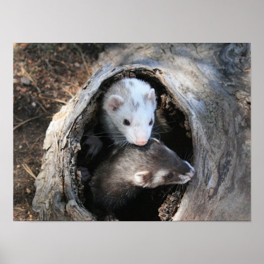 Palsプリント ポスター (正面)