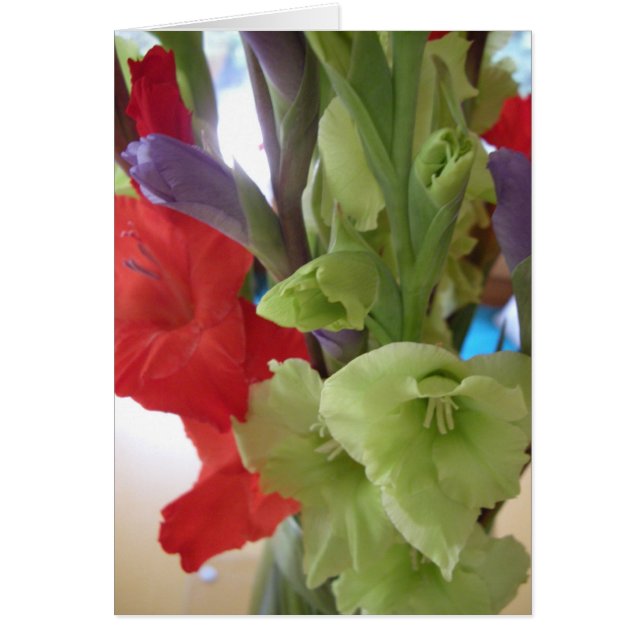 pamのgladiolas (正面)