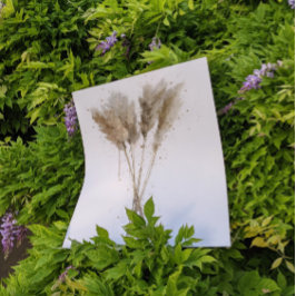 Pampas Grass ポスター