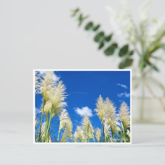 Pampas Grass ポストカード (スタンド正面)