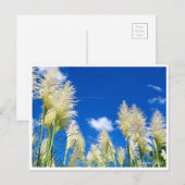Pampas Grass ポストカード (正面/裏面)