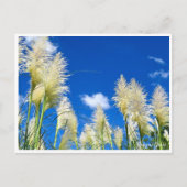 Pampas Grass ポストカード (正面)