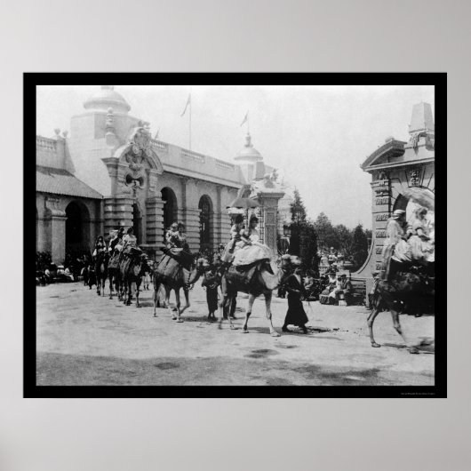 Pan Am Expo Camel Parade 1901 ポスター (正面)