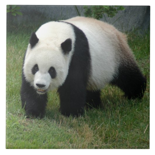 panda114 タイル (正面)