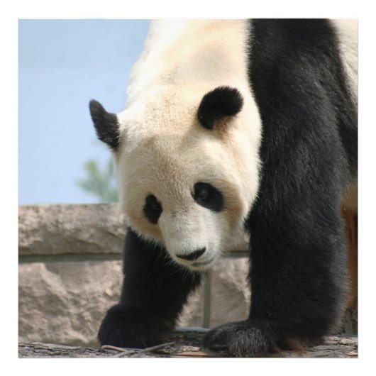 Panda20170506_by_JAMFo フォトプリント (正面)