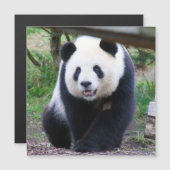 Panda_20190301_by_JAMFoto (正面/裏面)