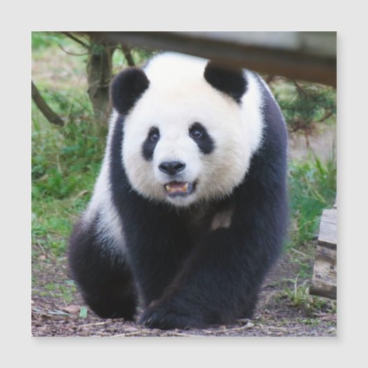 Panda_20190301_by_JAMFoto (正面)