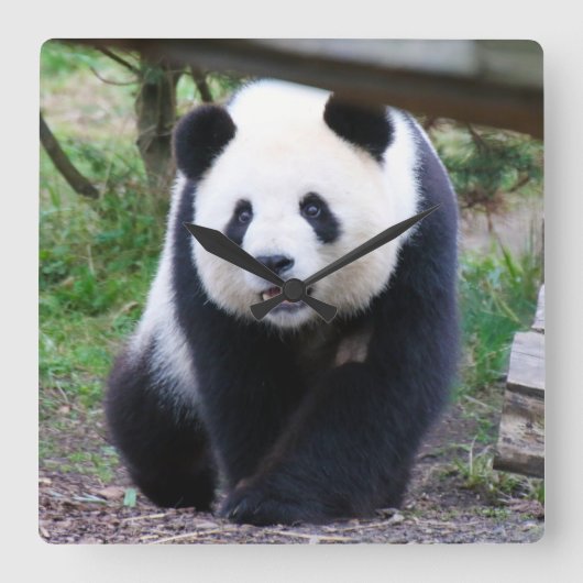 Panda_20190301_by_JAMFoto スクエア壁時計 (正面)