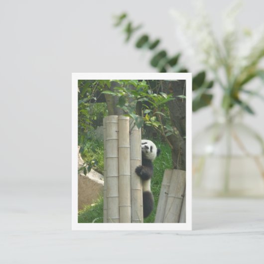Panda climbing ポストカード (スタンド正面)