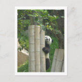 Panda climbing ポストカード (正面)