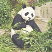 Panda eating bamboo sticker シール (正面)