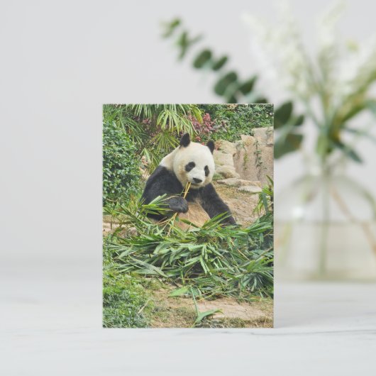 Panda eating bamboo view postcard ポストカード (スタンド正面)