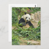 Panda eating bamboo view postcard ポストカード (正面/裏面)