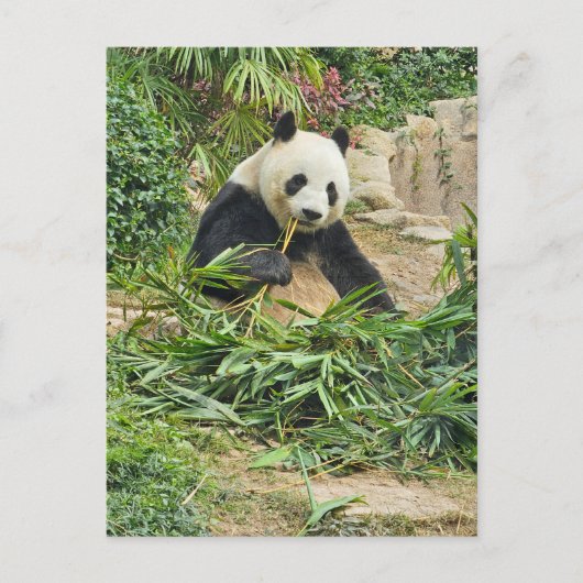 Panda eating bamboo view postcard ポストカード (正面)
