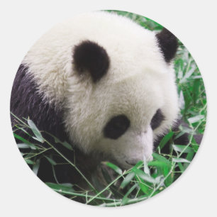 Panda Sticker ラウンドシール