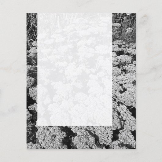 Panel 0109 - Sedum "Autumn Joy" (B&W) チラシ (正面)