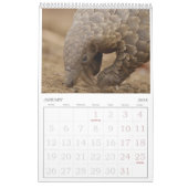 Pangolin Rescue Fund Calendar 2026 カレンダー (1月 2026)