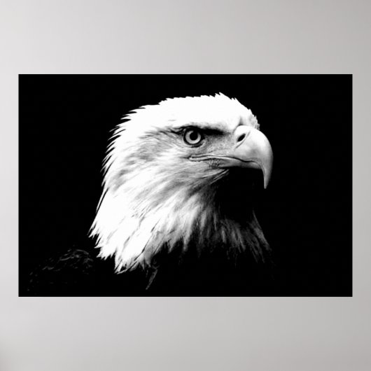 Panoramic Bald Eagle American Eagle Poster Print ポスター (正面)