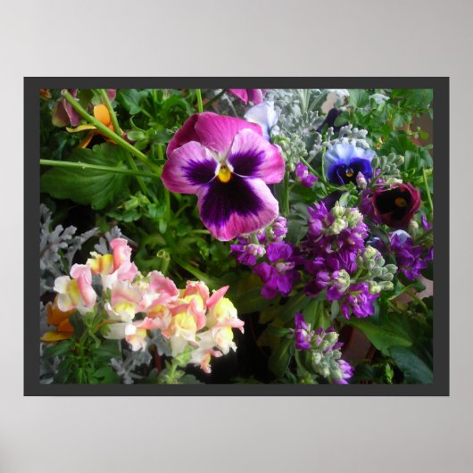 Pansy and Friendsポスター ポスター (正面)