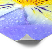 Pansy flowers floating in bird bath with dew ポスター (角)