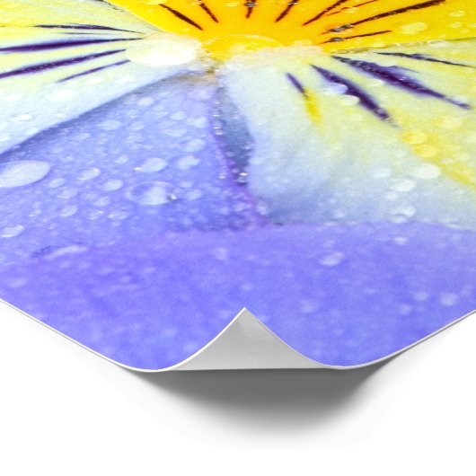 Pansy flowers floating in bird bath with dew ポスター (角)