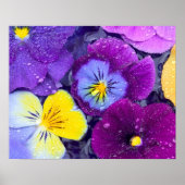 Pansy flowers floating in bird bath with dew ポスター (正面)