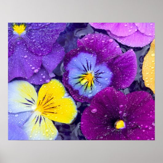 Pansy flowers floating in bird bath with dew ポスター (正面)