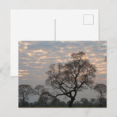 Pantanal Wetlands | South America, Brazil ポストカード (正面/裏面)