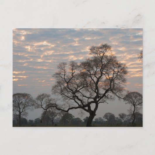 Pantanal Wetlands | South America, Brazil ポストカード (正面)