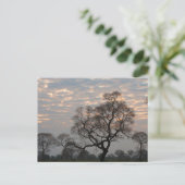 Pantanal Wetlands | South America, Brazil ポストカード (スタンド正面)