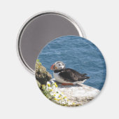 Papageientaucher マグネット (正面/裏面)