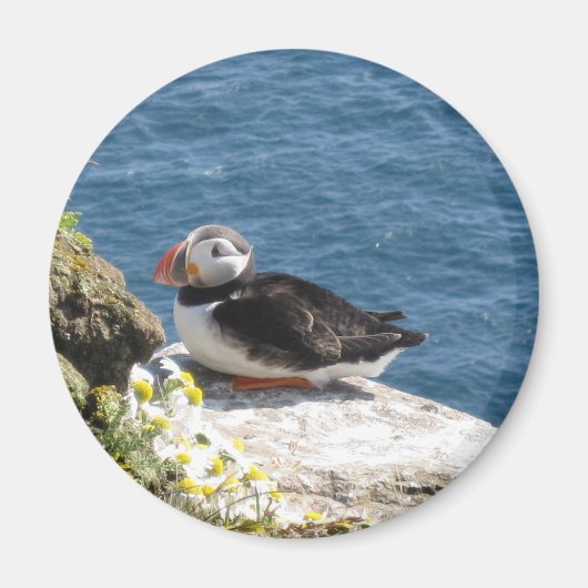 Papageientaucher マグネット (正面)