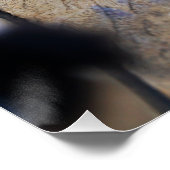 Paparazzi bij Fubby op rooster. ポスター (コーナー)