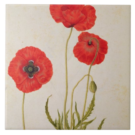 Papavarのrhoeas、c.1568 タイル (正面)