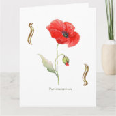 Papaver rhoeas  カード (正面)